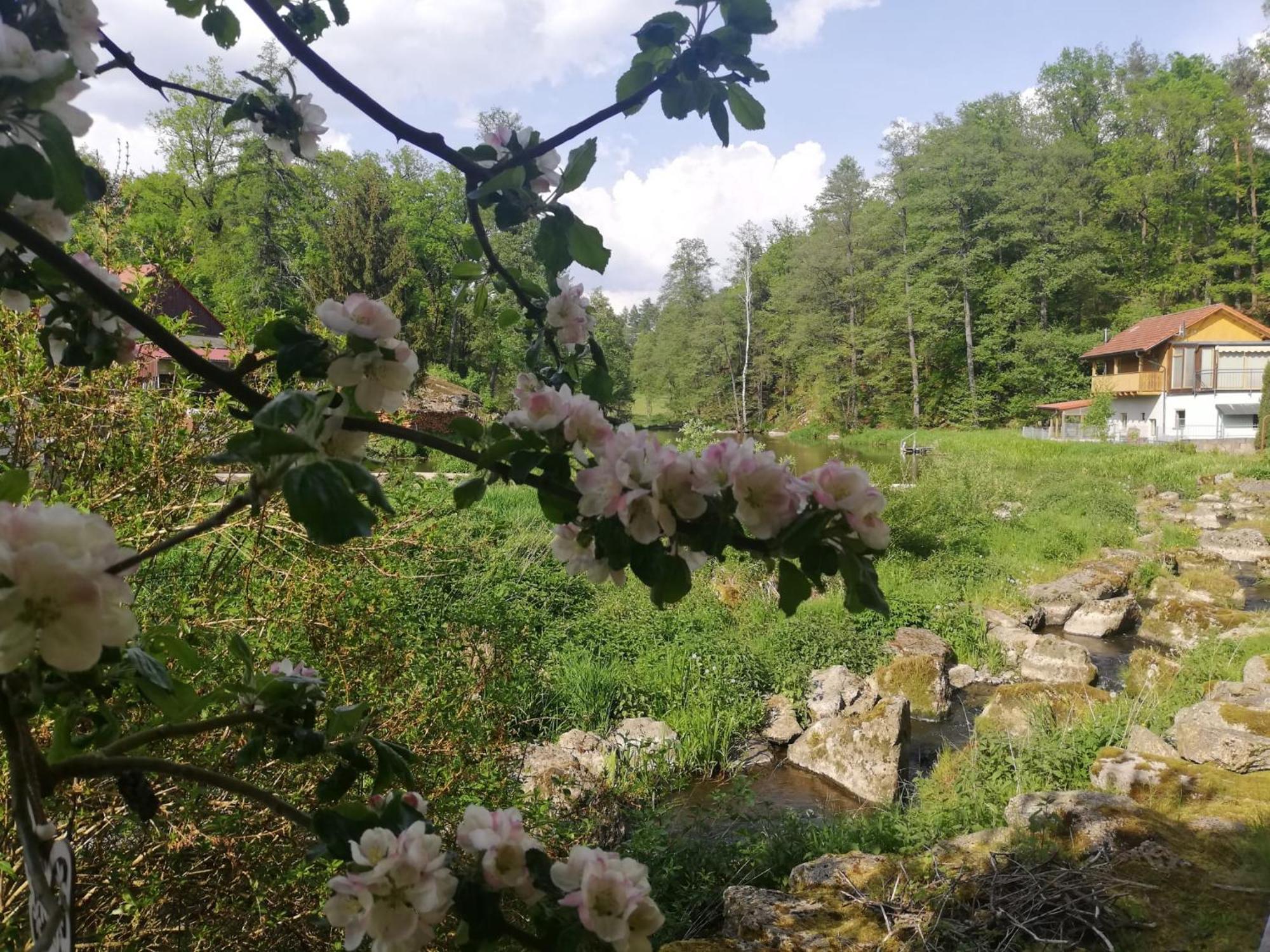 Ferienwohnung Und Sommerhaus Unter Der Burg Falkenberg  Dış mekan fotoğraf